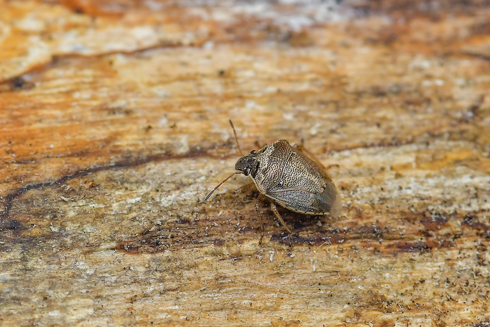 Eysarcoris ventralis - fakó feketefejű-poloska Eysarcoris ventralis - fakó feketefejű-poloska