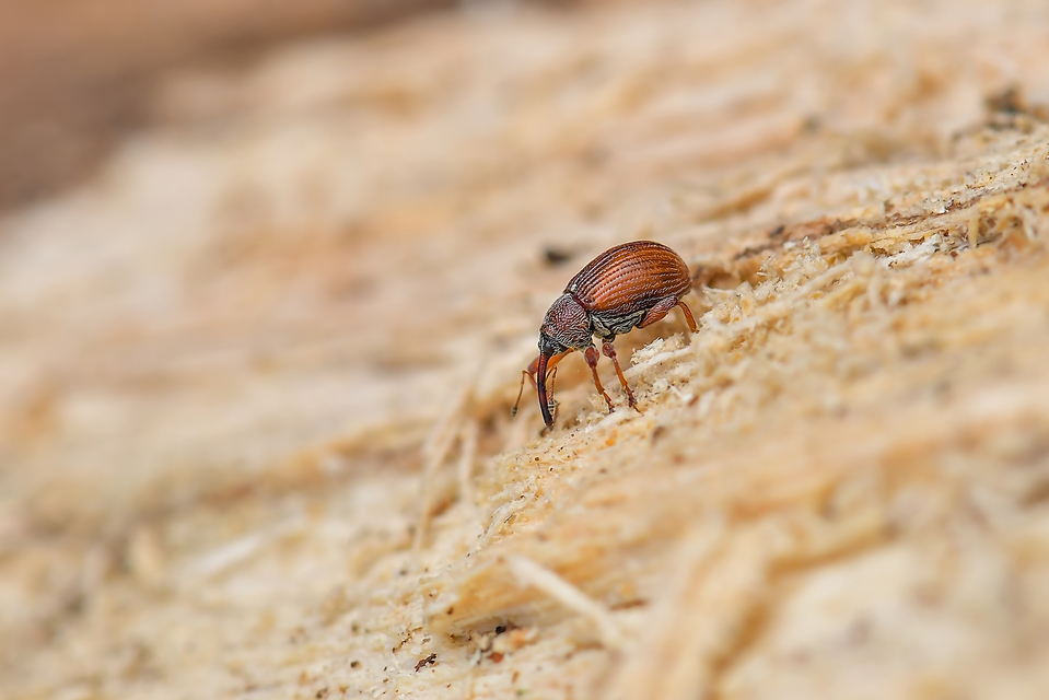 Anthonomus phyllocola - fenyőbarkarontó ormányos Anthonomus phyllocola - fenyőbarkarontó ormányos