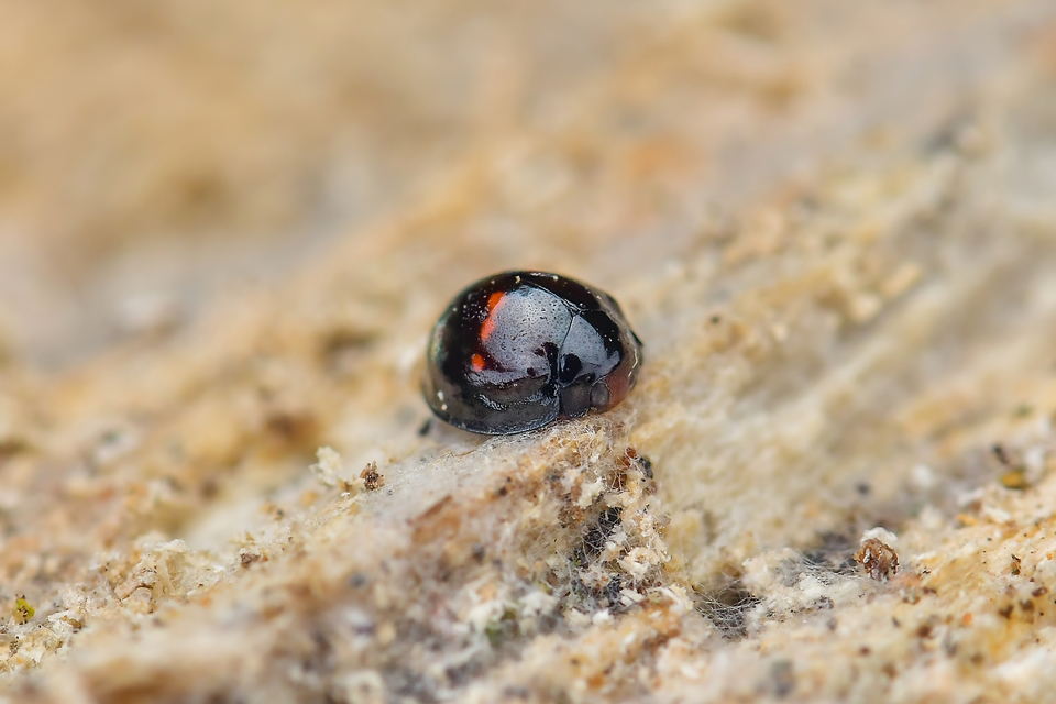 Chilocorus bipustulatus - szalagos szerecsenkata
