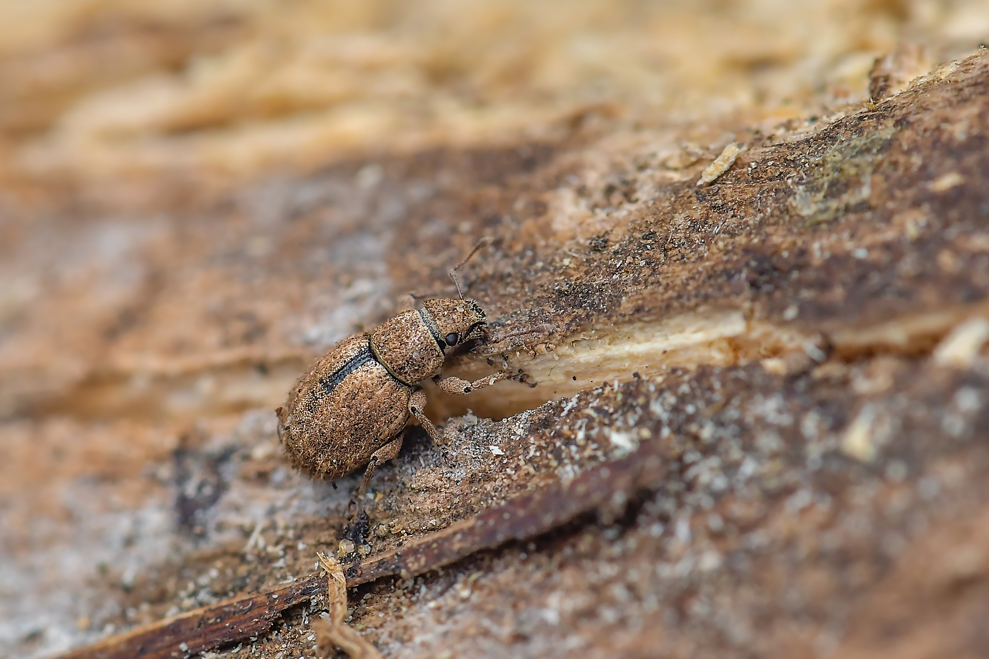 Strophosoma melanogrammum - feketejegyes ormányos