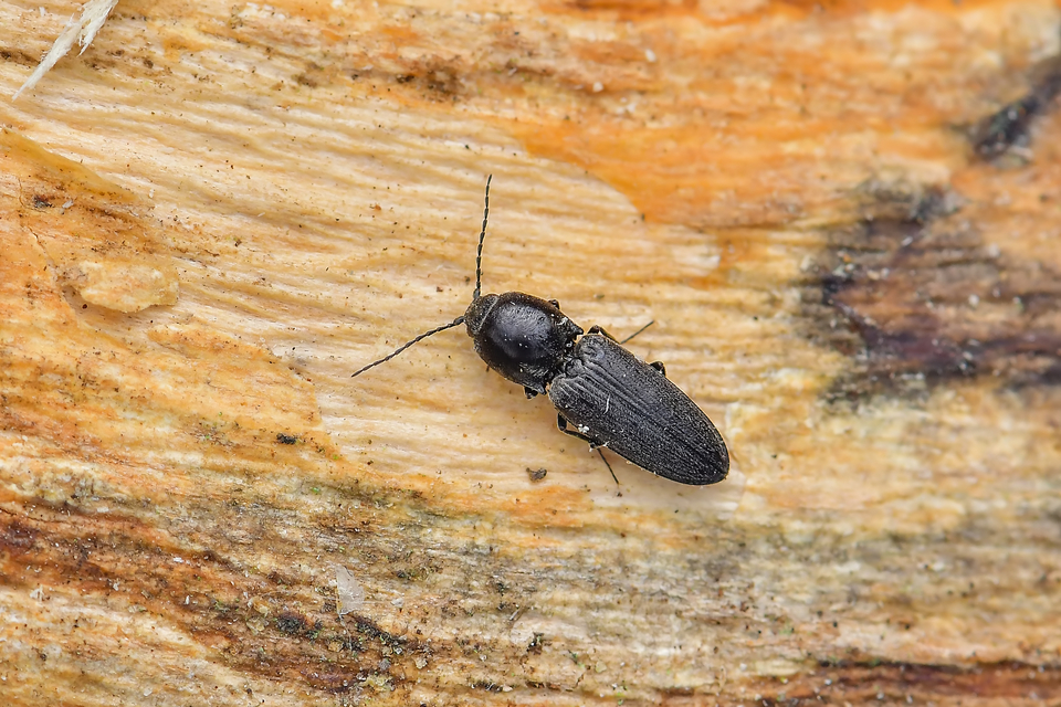 Elateridae - pattanóbogárfélék