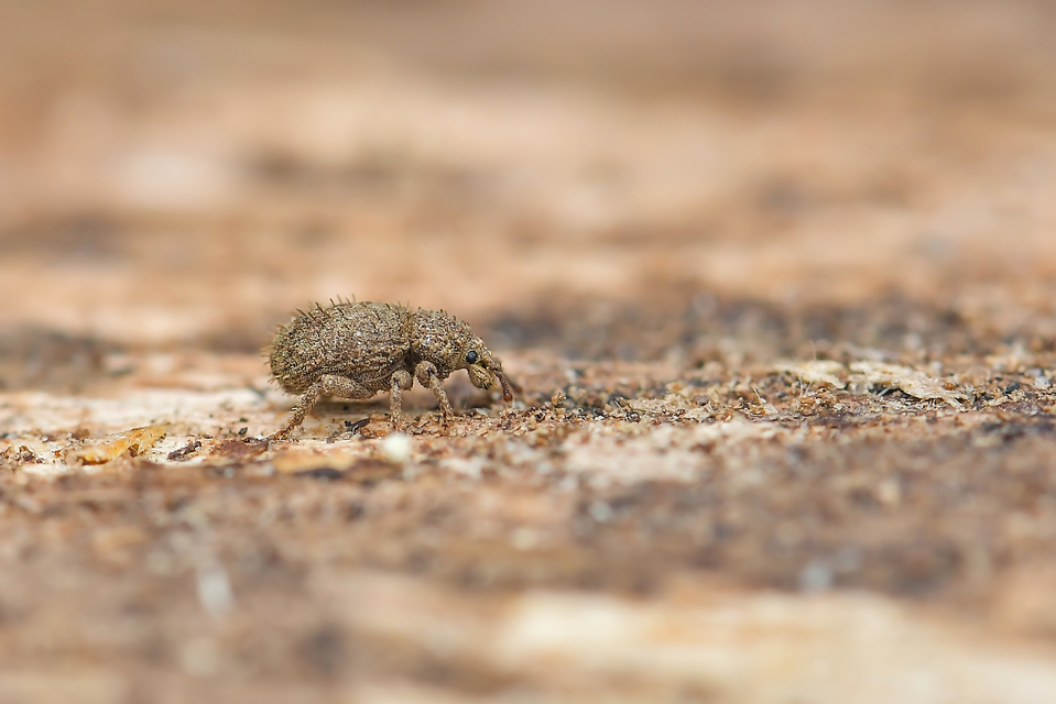 Trachyphloeus parallelus - pompás éjiormányos