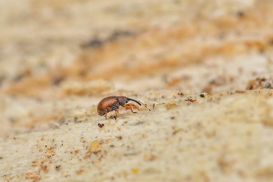 Anthonomus phyllocola - fenyőbarkarontó ormányos Anthonomus phyllocola - fenyőbarkarontó ormányos