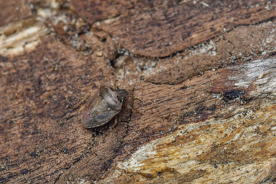 Eysarcoris ventralis - fakó feketefejű-poloska Eysarcoris ventralis - fakó feketefejű-poloska