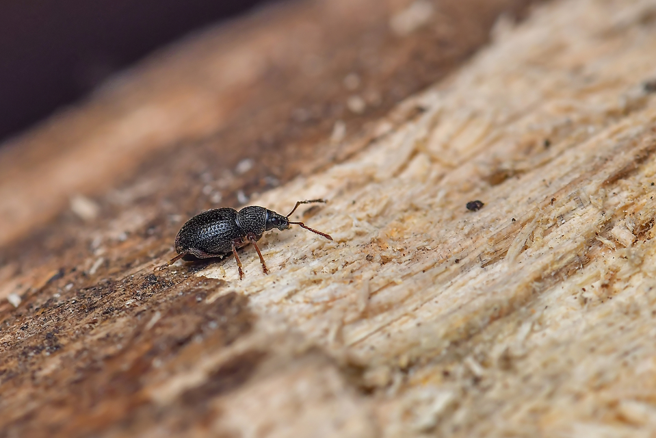 Otiorhynchus ovatus - apró gyalogormányos