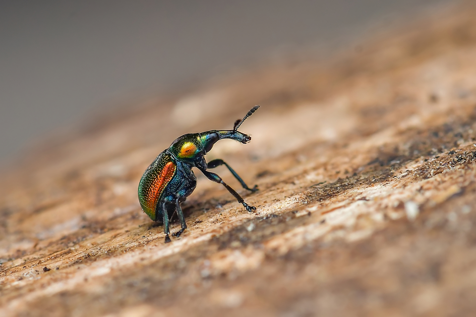 Byctiscus populi - nyárfa-levélsodró