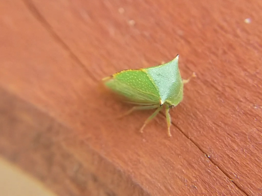 Stictocephala bisonia - bivalykabóca