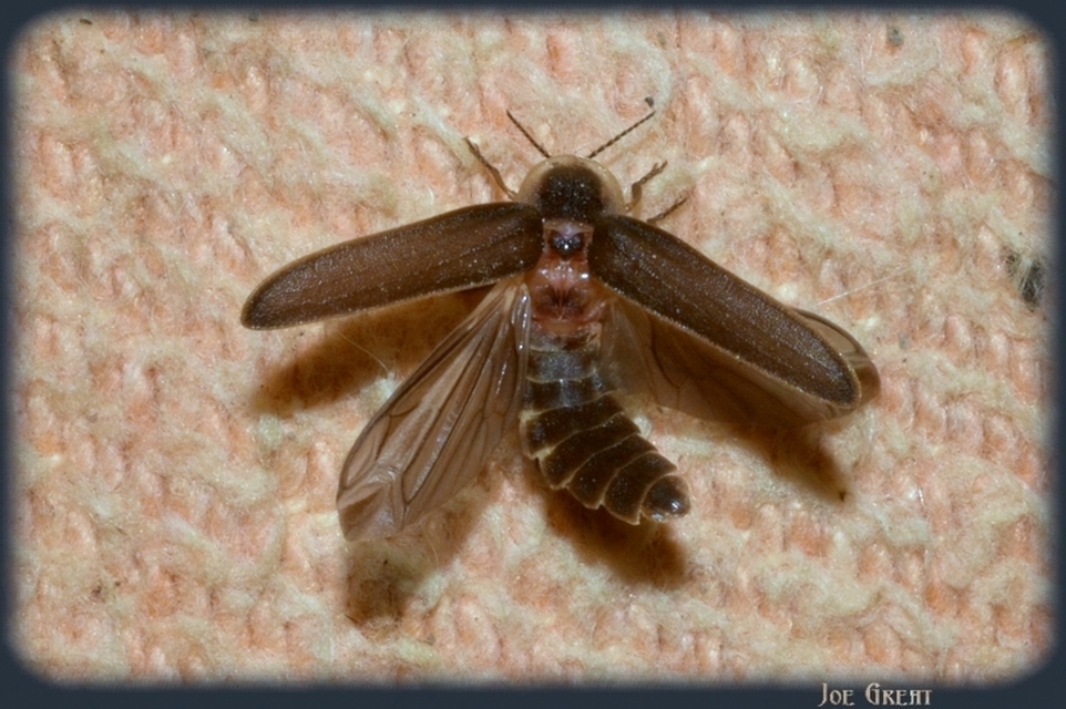 Lampyris noctiluca - nagy szentjánosbogár