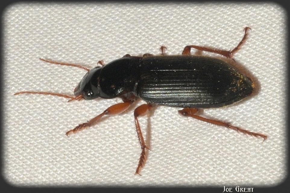 Harpalus rufipes - nagy selymesfutó