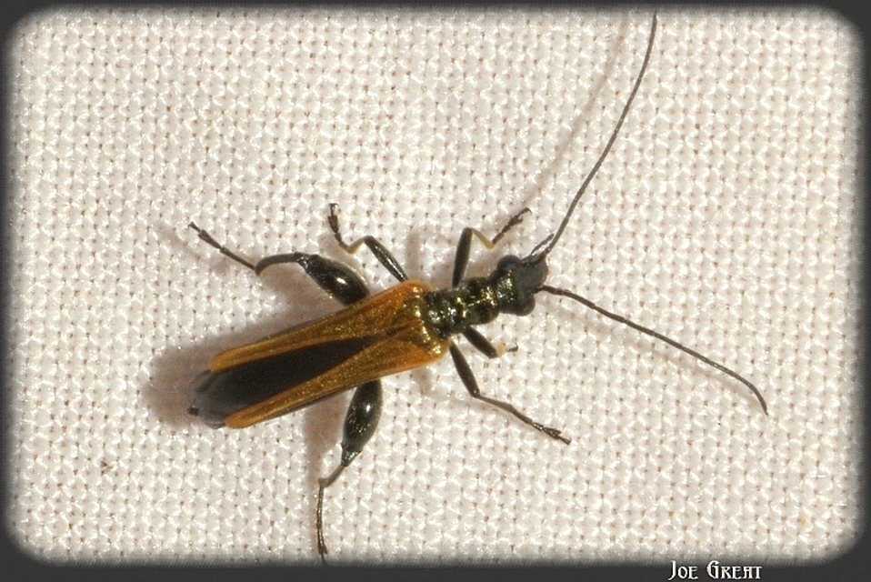 Oedemera femorata - sárgahátú álcincér