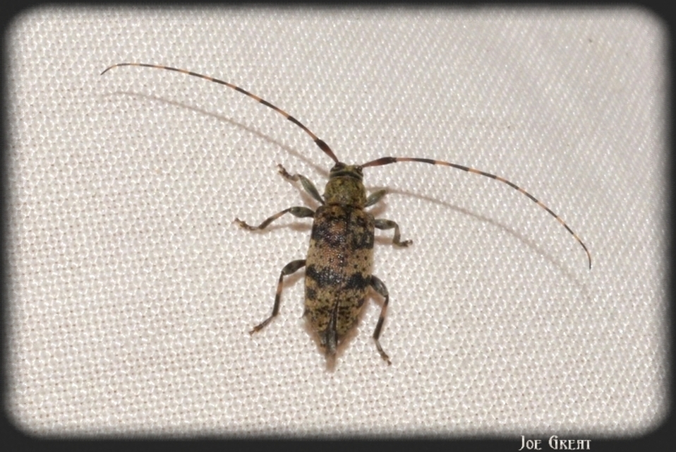 Leiopus nebulosus - öves gesztcincér