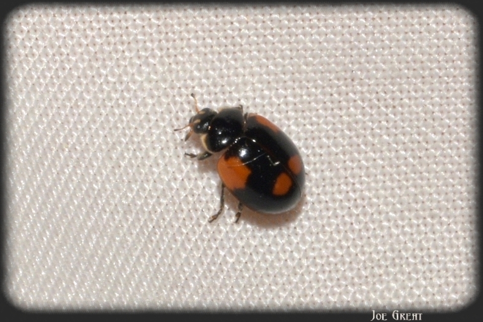 Adalia bipunctata - kétpettyes katica