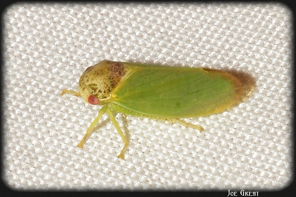 Iassus