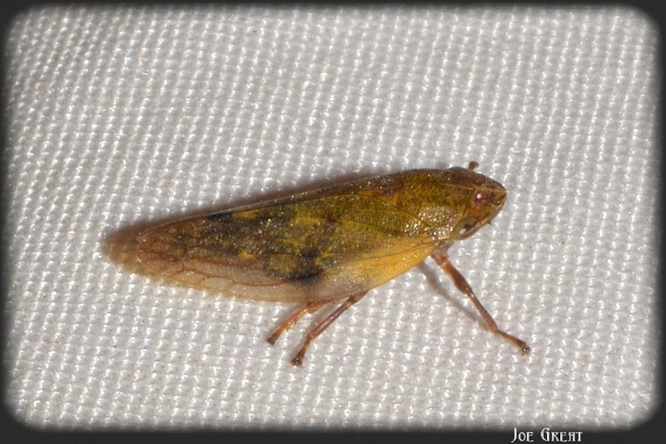 Auchenorrhyncha - Kabócák