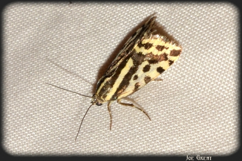 Emmelia trabealis - zebrabagoly