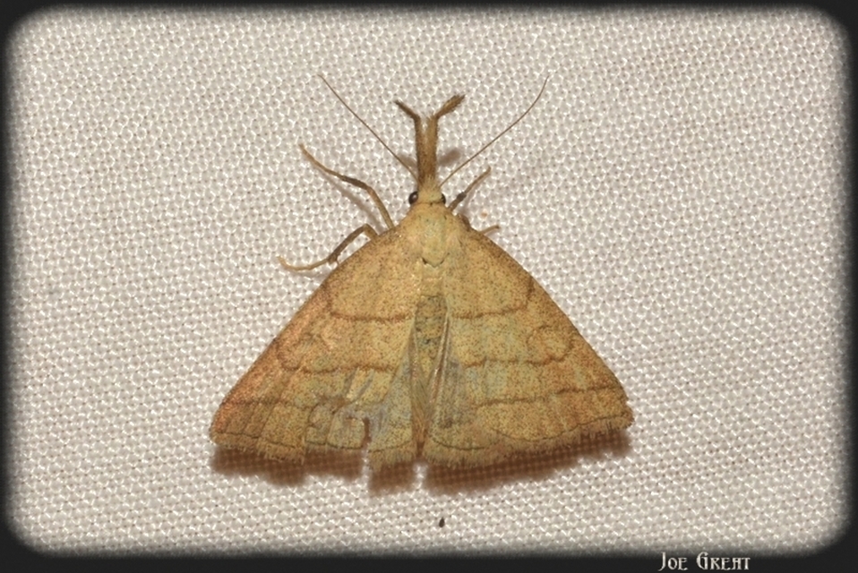 Polypogon tentacularia - sötétaljú karcsúbagoly