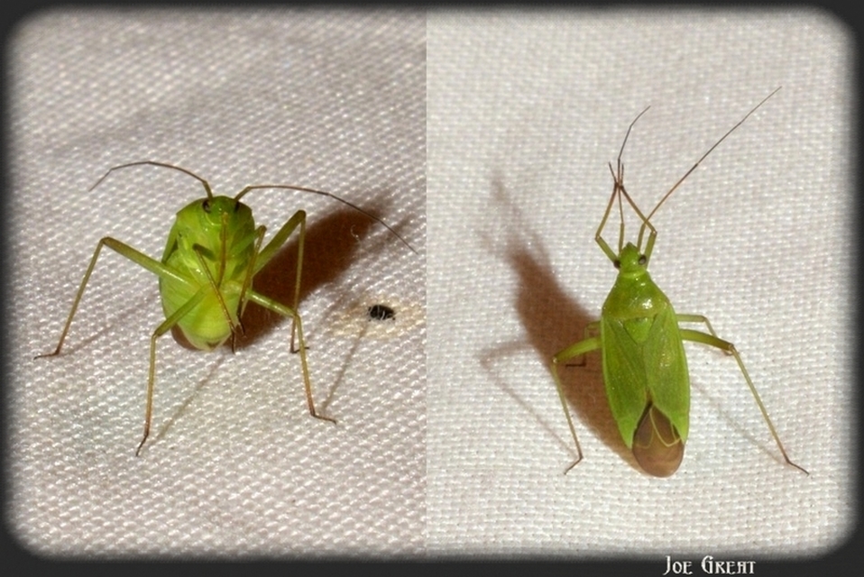 Miridae - mezeipoloskák