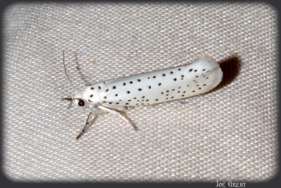 Yponomeuta