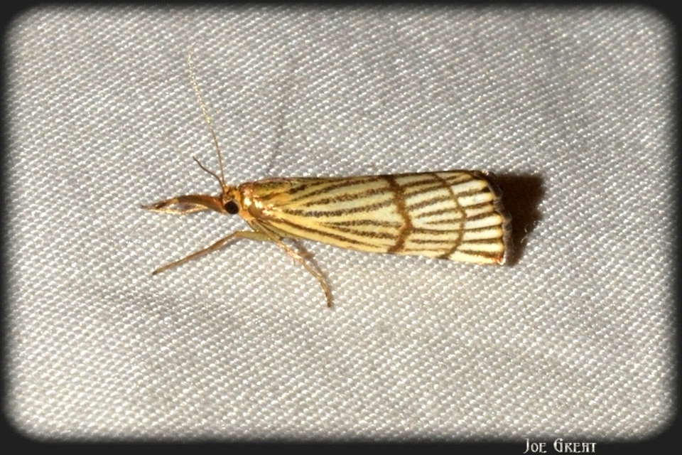 Chrysocrambus linetella - déli fűgyökérmoly