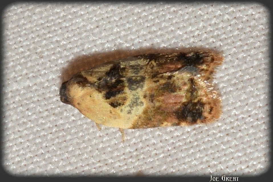 Acleris variegana - tarka levélmoly