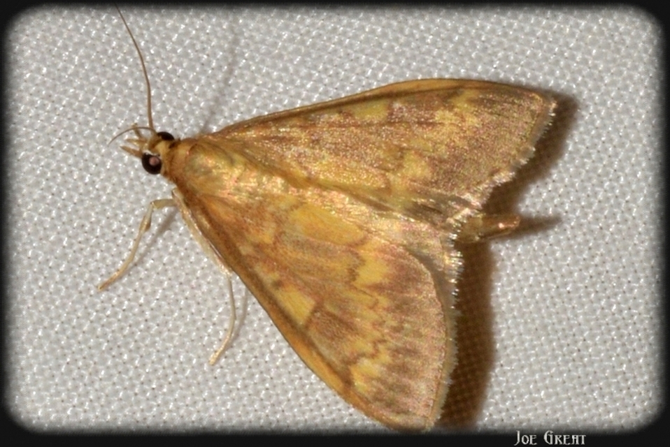 Ostrinia nubilalis - kukoricamoly