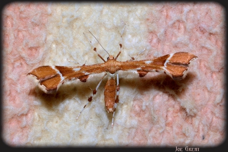 Cnaemidophorus rhododactyla - rózsabogyó-tollasmoly