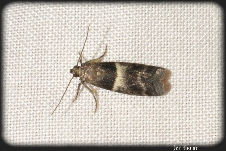 Phycitinae