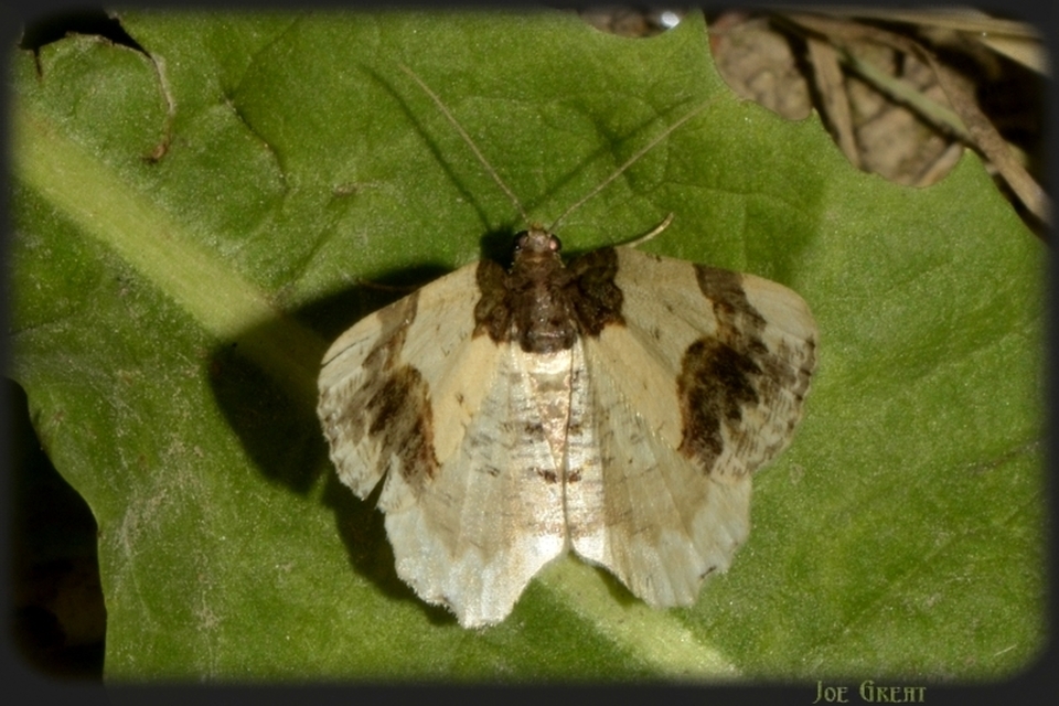 Ligdia adustata - barna levélaraszoló