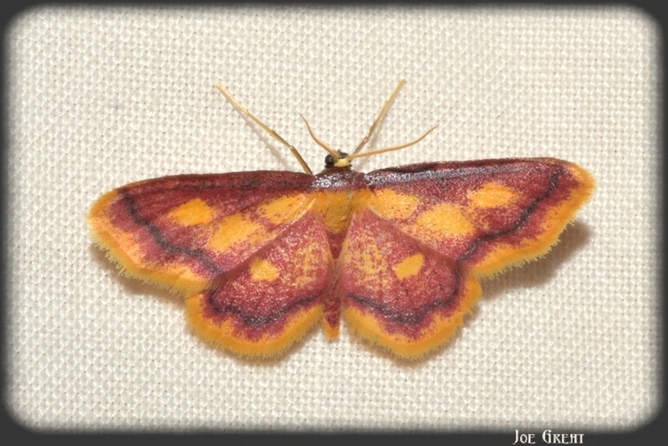 Idaea muricata - mocsári pirosaraszoló