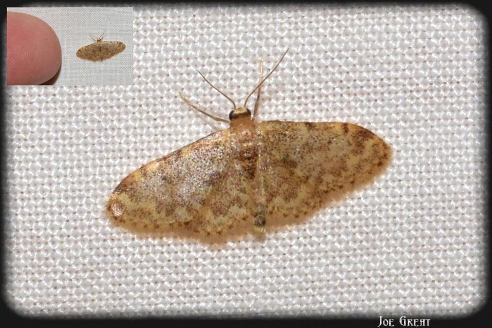 Idaea inquinata - mintás apróaraszoló