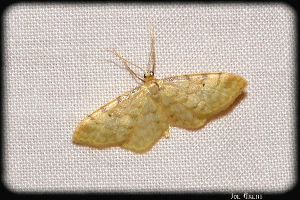 Idaea fuscovenosa - szürkeszélű apróaraszoló