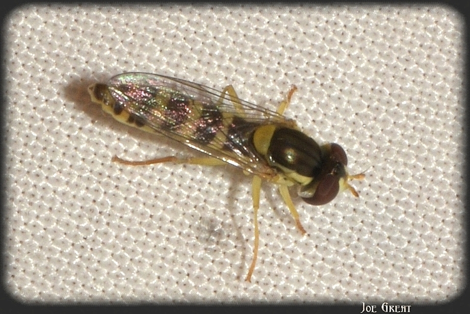 Sphaerophoria