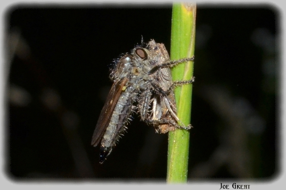 Dysmachus