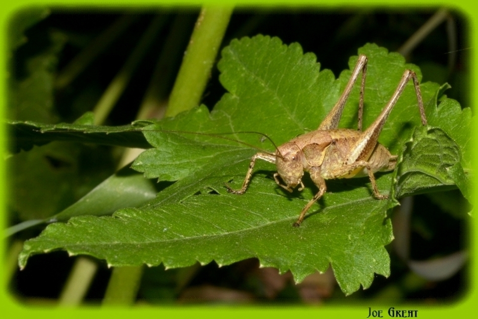 Pholidoptera griseoaptera - szürke avarszöcske
