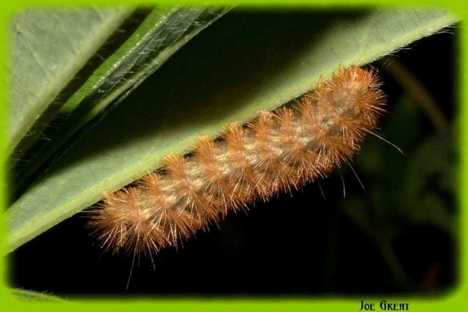 Diaphora mendica - felemás medvelepke