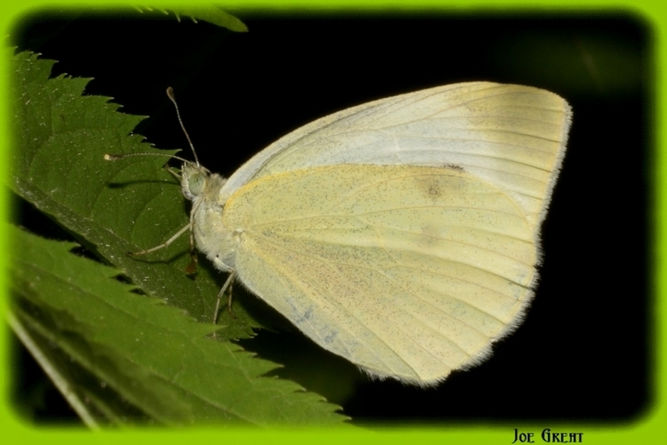 Pieris rapae - répalepke