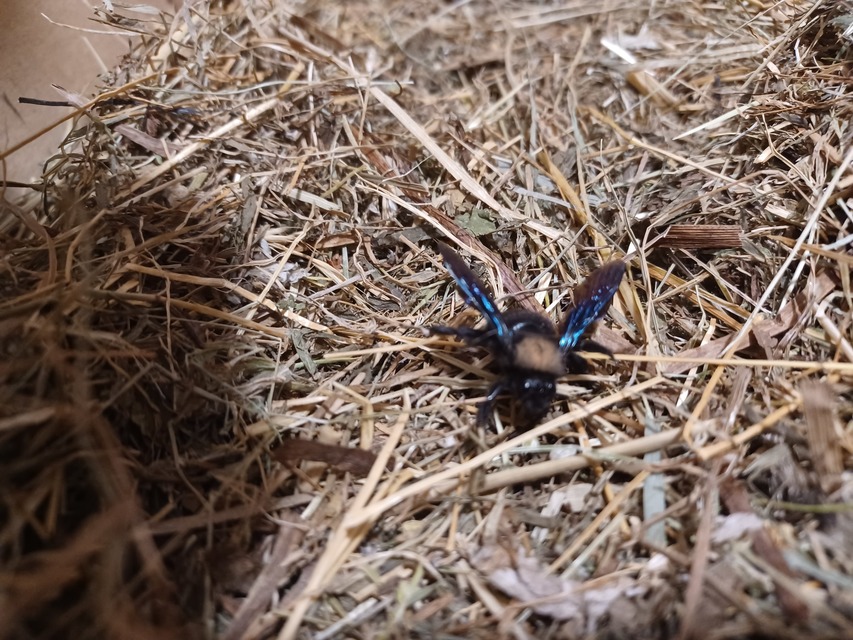 Xylocopa