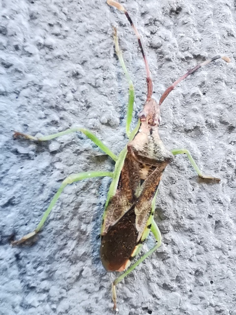 Gonocerus juniperi - boróka-karimáspoloska