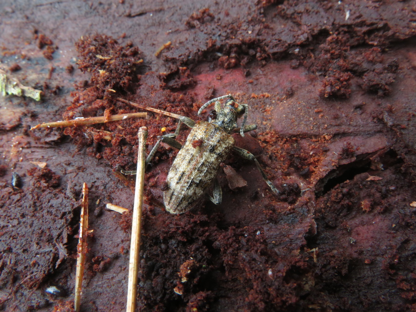 Rhagium inquisitor - fenyves-tövisescincér