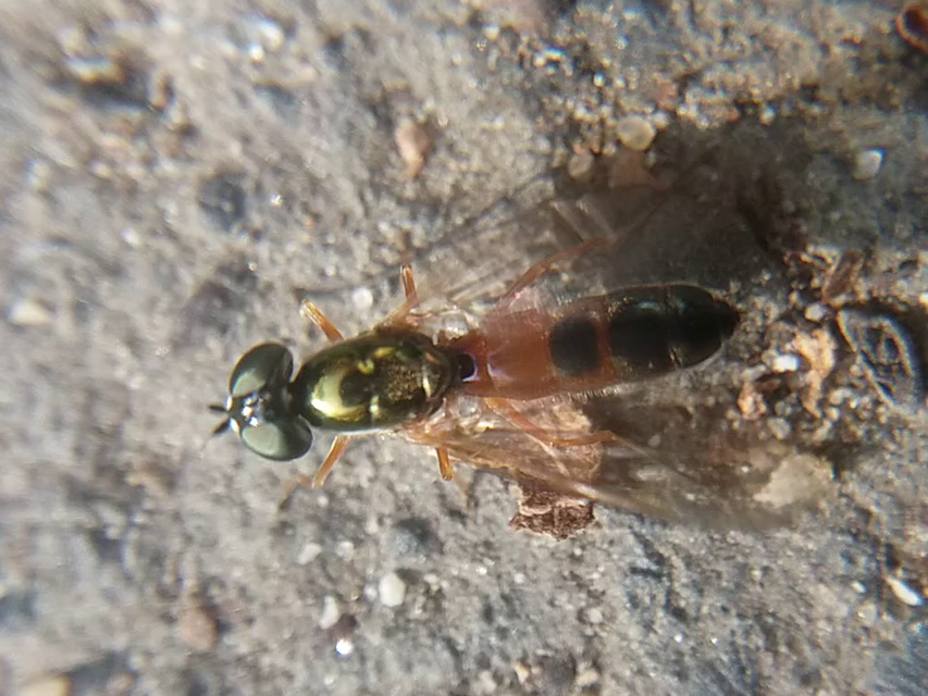 Sargus bipunctatus - kétpettyes fémeslégy