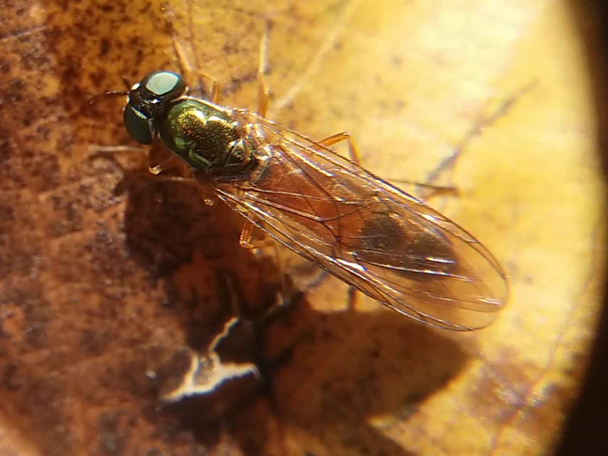 Sargus bipunctatus - kétpettyes fémeslégy