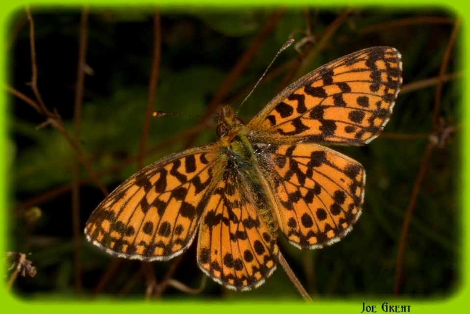 Boloria dia - kis gyöngyházlepke