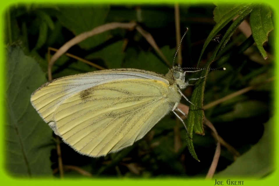 Pieris napi - repcelepke