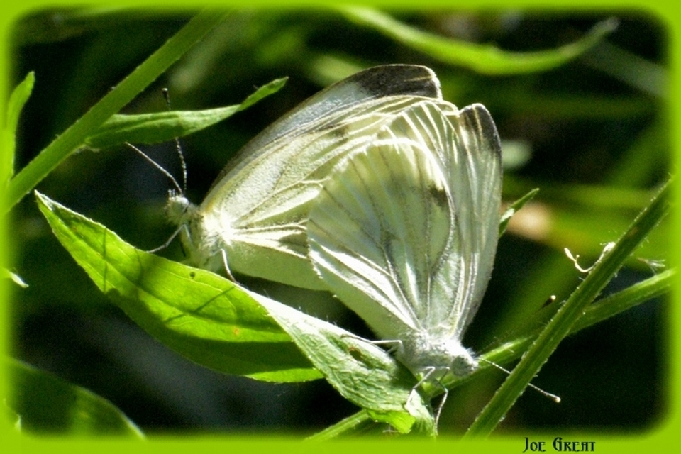 Pieris napi - repcelepke