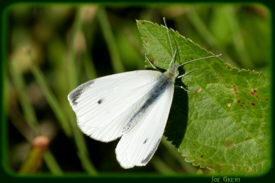 Pieris rapae - répalepke