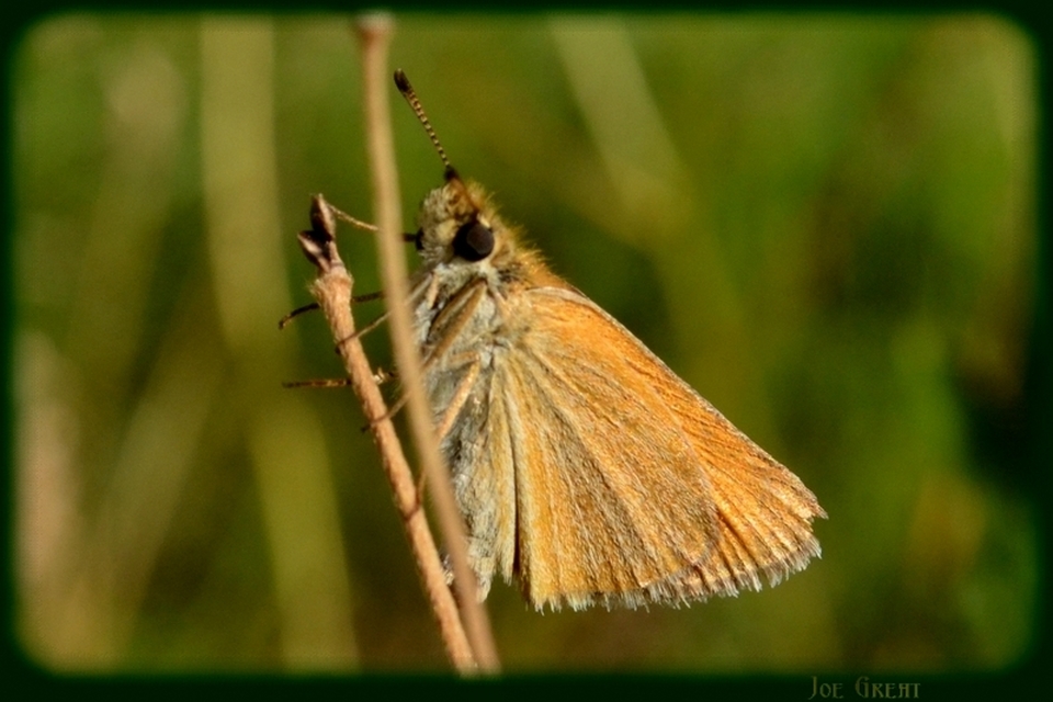 Thymelicus lineola - vonalas busalepke