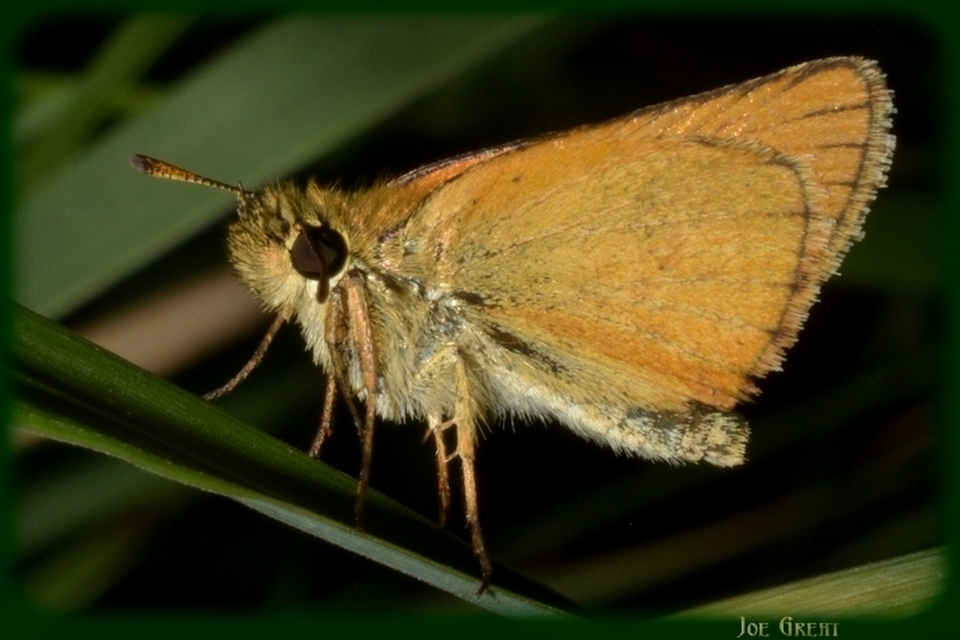 Thymelicus lineola - vonalas busalepke