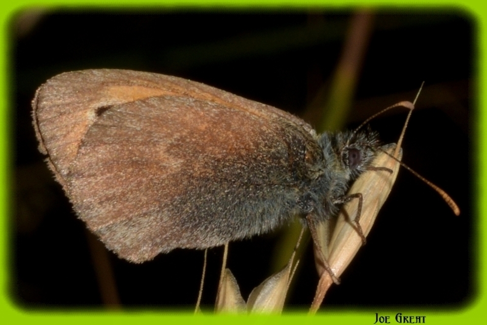 Coenonympha pamphilus - kis szénalepke