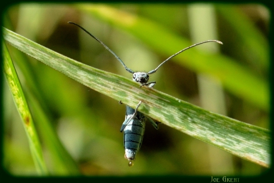 Phytoecia coerulescens - kígyósziszcincér