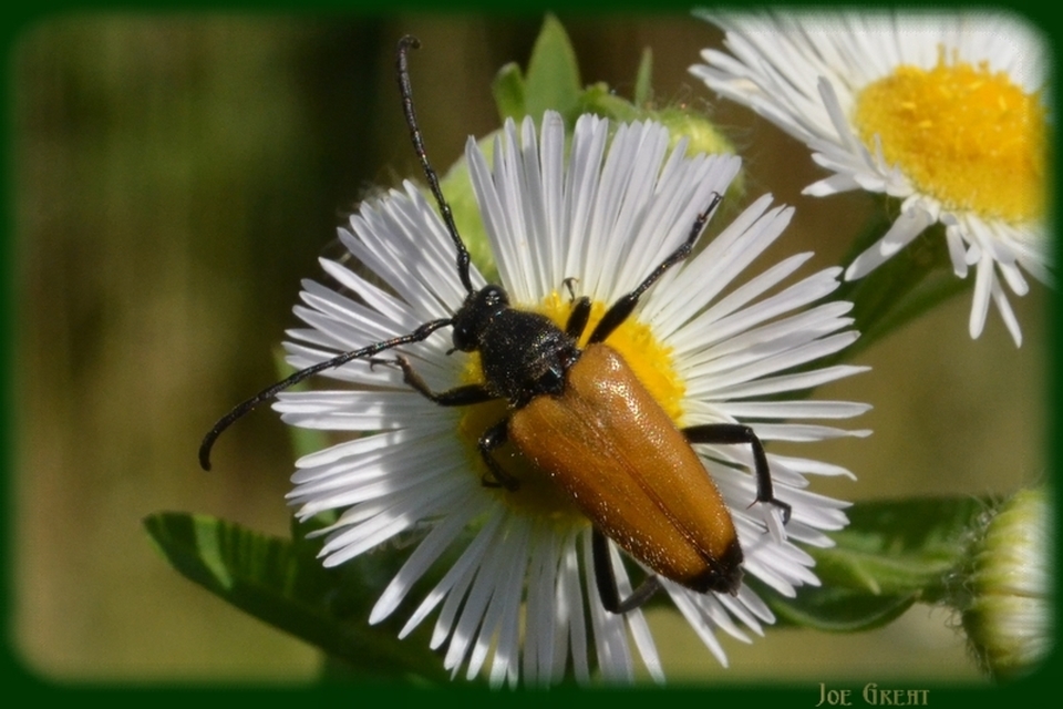 Stictoleptura fulva - vörhenyes virágcincér